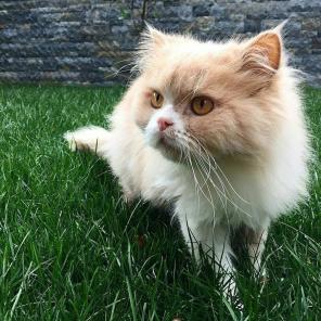 Ищу  персидскую кошку для  вязки
