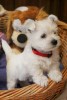 .WEST Highland White Terrier.
