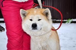 Продам очаровательных щенков Акита-Ину, настоящие Хатико
