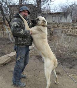 Кангал, Анатолийская овчарка, Кангальський карабаш - старинная турецкая пастушья собака