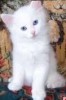 .Срочно продам , тур ангорских котят!(серый,бежевый,белой окраски).