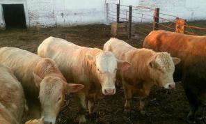 Живой скот: быки, коровы, нетели