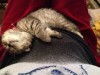 .Шотландский вислоухий котенок - девочка, 1,5 мес.